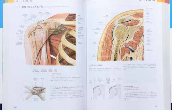人体解剖学解説書