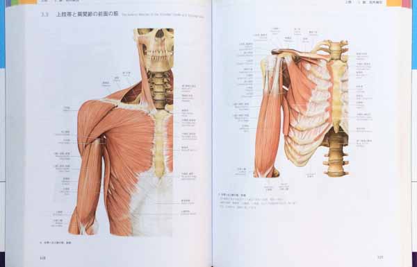 人体解剖学解説書